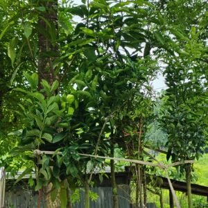 বড় ব্যাগের রেডি ফলের চারা গাছের প্যাকেজ