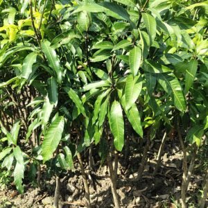 পাঁচ পিছ দেশি আম চারার প্যাকেজ