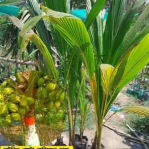পাঁচ পিছ বিদেশি আম চারার প্যাকেজ